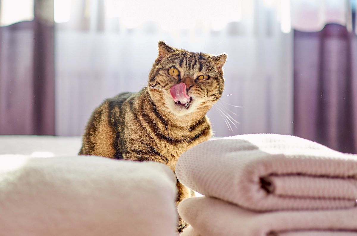 Un chat se lèche les babines à côté de deux piles de serviettes de toilette
