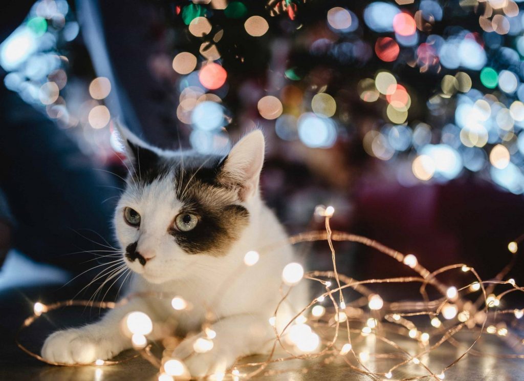 chat ambiance Noël