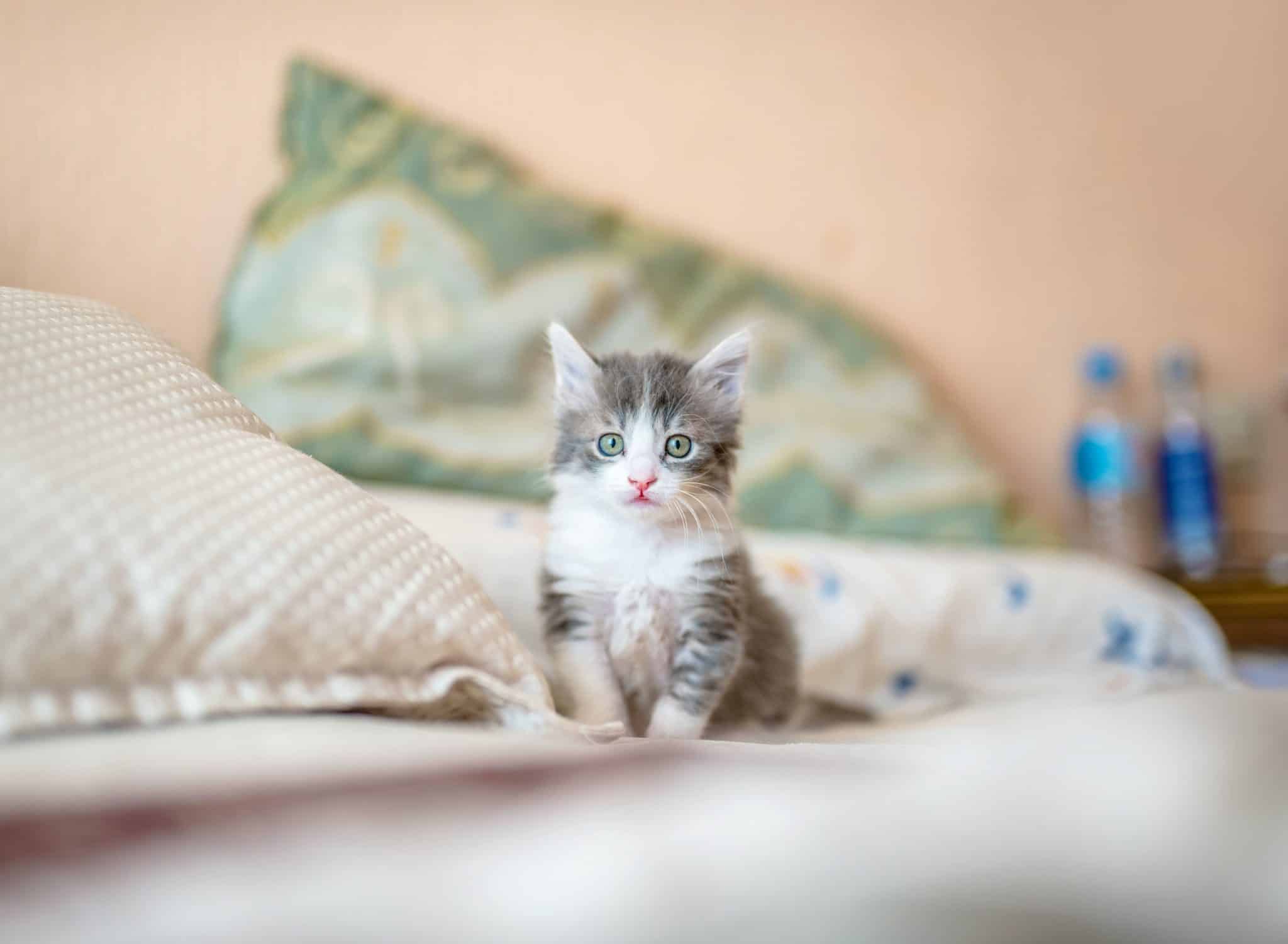 Un chaton se tient sur un lit