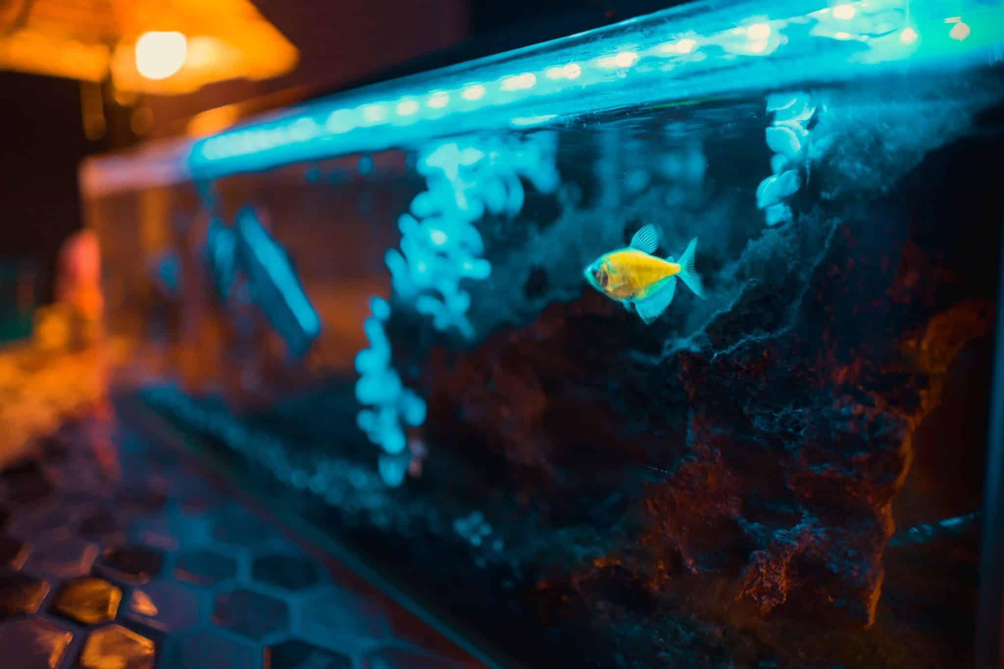 Un aquarium nettoyé dans lequel nage un poisson