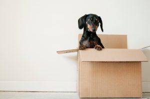 Un chien dans des cartons de déménagement