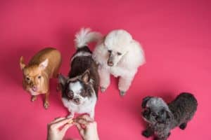 plusieurs chiens qui veulent une croquette