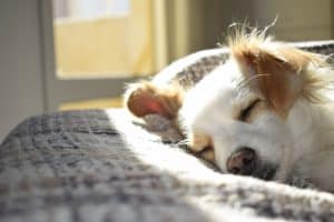 un chien qui dors sur le lit