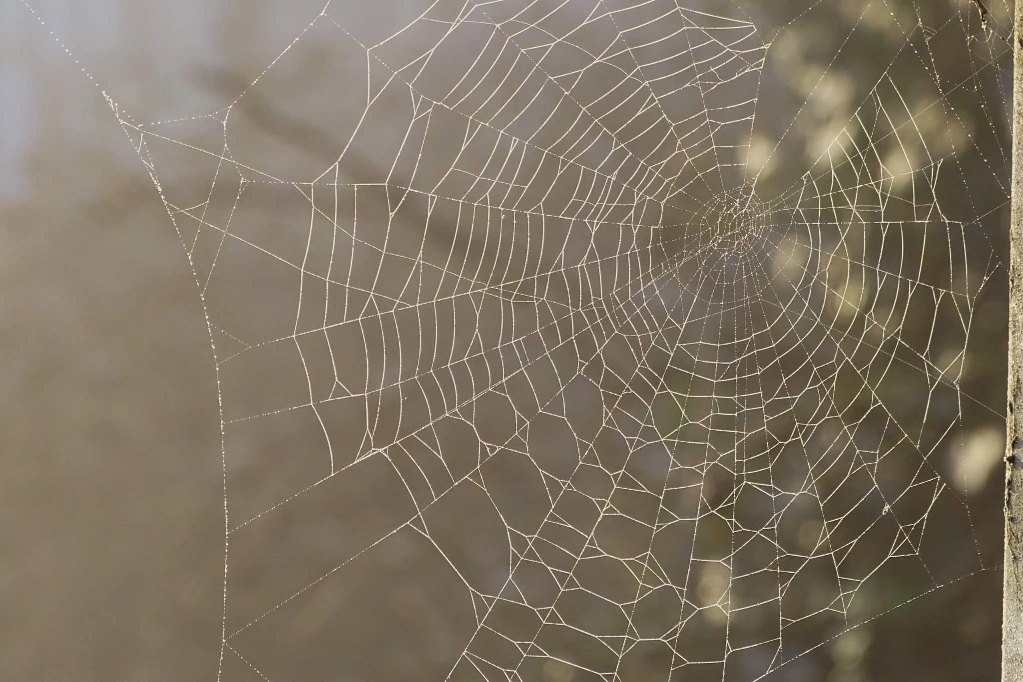 Comment enlever efficacement des toiles d'araignée ?