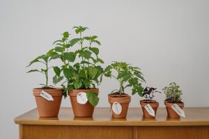 des plantes d'intérieur