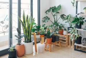 des plantes d'intérieur