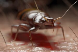 punaise de lit peut voler