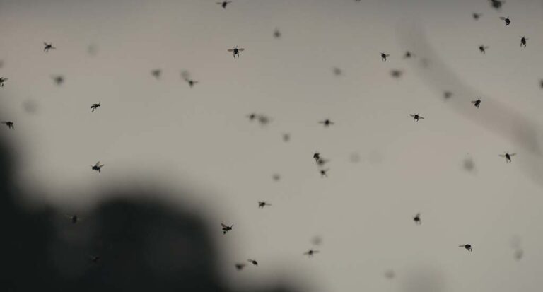 une mite sur une fleur