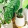 Guide complet pour éliminer efficacement les moucherons de vos plantes