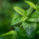 Comment éliminer les pucerons blancs sur votre plante verte ?